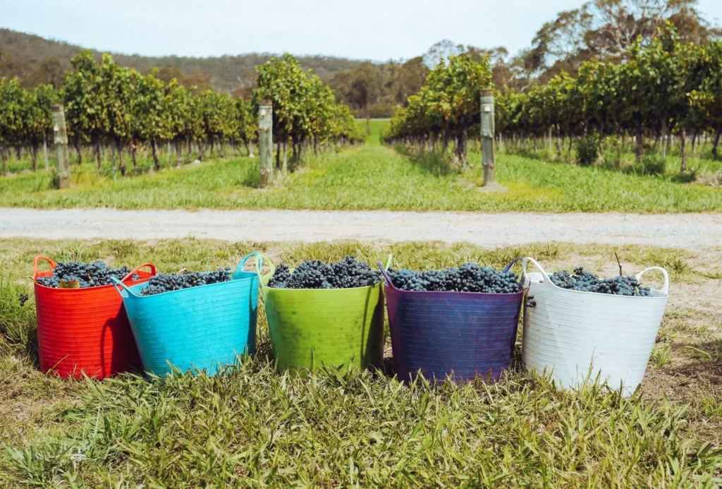 Buckets brimming with harvested grapes, marking a significant phase in wine production