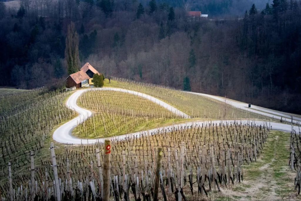 Picturesque view of a grape field nestled in the mountains, encapsulating the beauty of viticulture