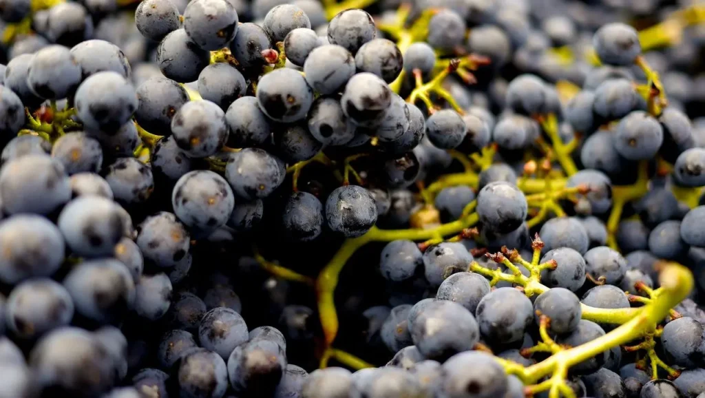 A bunch of ripe Nebbiolo grapes, illustrating dedication to producing top-tier wines.