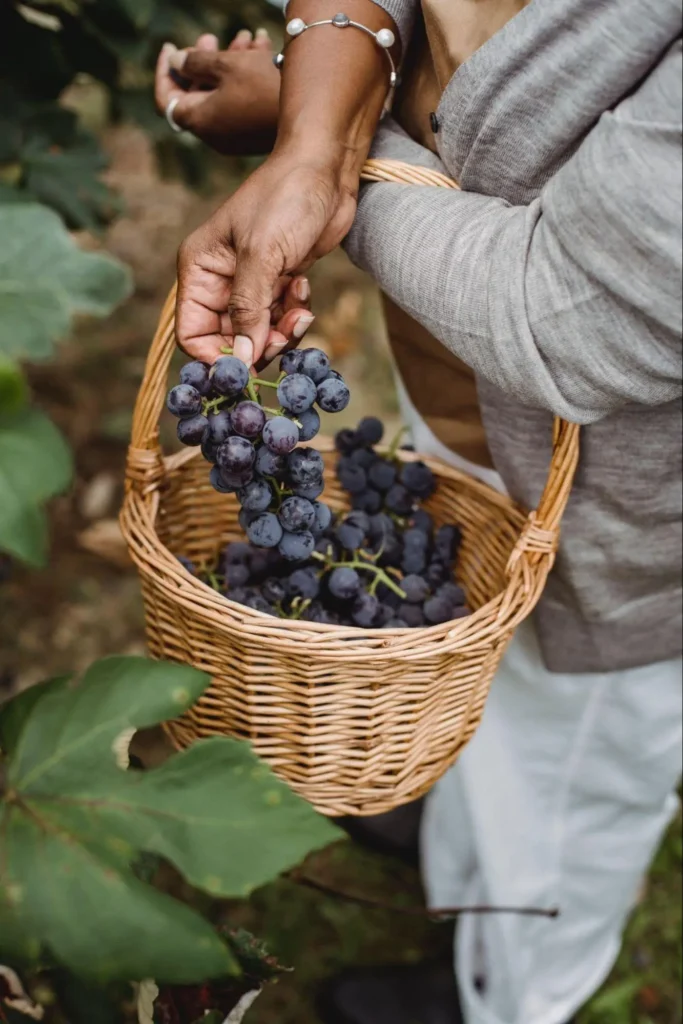 Harvesting grapes amidst a serene vineyard, a blend of tradition and nature