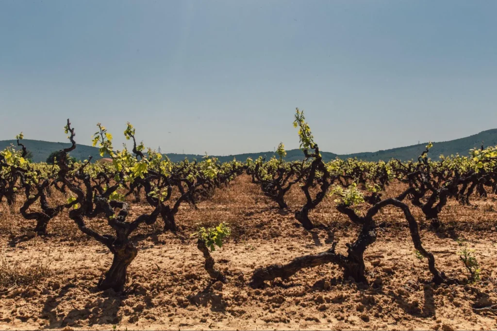 Expansive grape field under a clear sky, a testament to nature's bounty
